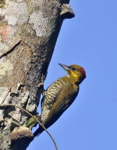 白喉啄木鳥 白喉啄木鳥