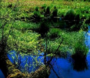 三江自然濕地保護區