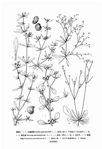 針晶粟草屬 針晶粟草屬