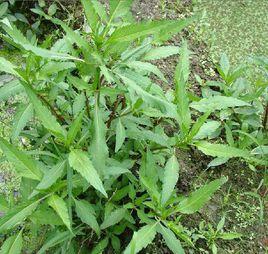 柳葉鬼針草[柳葉鬼針草]