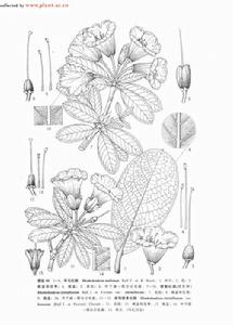 美艷橙黃杜鵑 美艷橙黃杜鵑