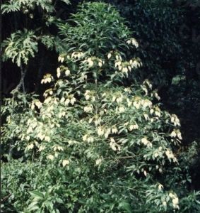 裂果金花 裂果金花