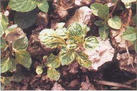 藥用植物薄荷病毒病