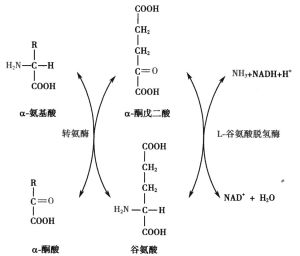 聯合脫氨基作用
