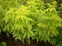 金葉裂葉接骨木 金葉裂葉接骨木