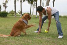 藍色矢車菊截圖