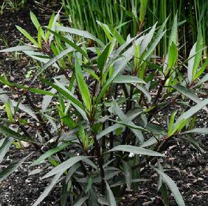 狹葉翠蘆莉 狹葉翠蘆莉