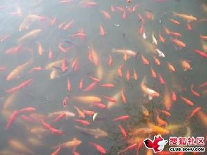 《金色的鯉魚》