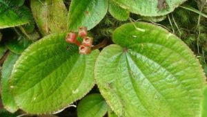 小蜂鬥草 小蜂鬥草