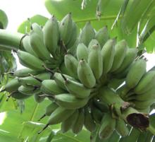 大蕉