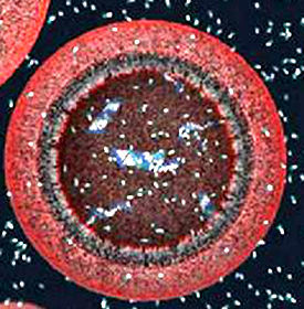 膜原細胞 膜原細胞