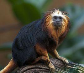 金頭獅面狨 金頭獅面狨