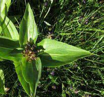 粗莖秦艽 粗莖秦艽