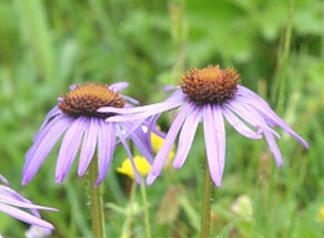 細舌短毛紫菀 細舌短毛紫菀
