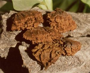 針環褶菌 針環褶菌