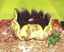 紫星裂盤菌 紫星裂盤菌