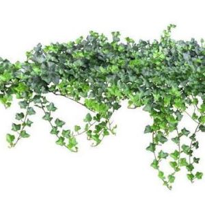 靈山醉魂藤 靈山醉魂藤