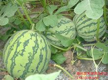 郭莊[河南省商丘市夏邑縣郭莊農貿區]