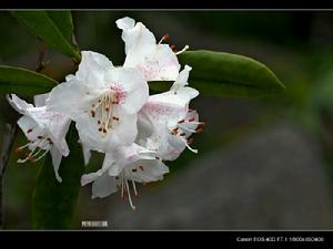 猴頭杜鵑 猴頭杜鵑