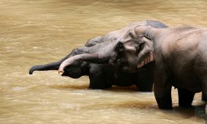 生活在瀾滄江-湄公河流域的亞洲象