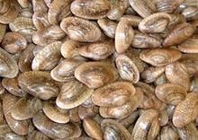 紋斑巴非蛤 紋斑巴非蛤