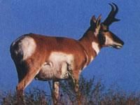 叉角羚科 叉角羚科