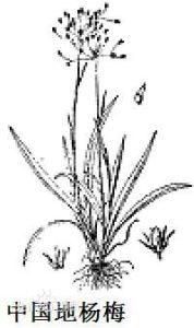 中國地楊梅 中國地楊梅