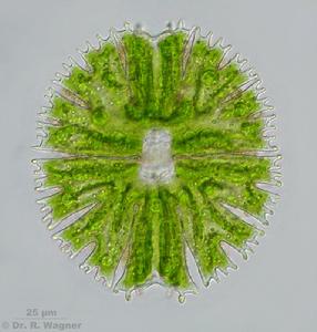 湖北雙星藻 湖北雙星藻