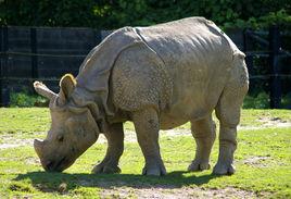 印度犀牛 印度犀牛