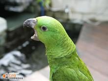 黃頸亞馬孫鸚哥