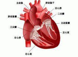 聯合瓣膜脫垂 聯合瓣膜脫垂