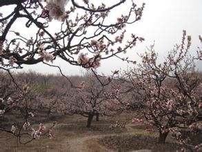 小曹營村 小曹營村