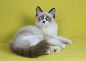 朱古力重點色貓