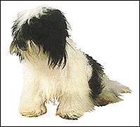 基里奧犬 基里奧犬