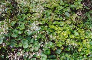 微凹虎耳草 微凹虎耳草