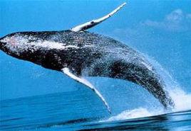 座頭鯨--大海中的歌聲