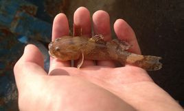 鍾馗鰕虎魚 鍾馗鰕虎魚