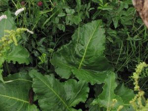 直根酸模 直根酸模