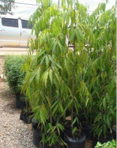 垂枝長葉暗落 垂枝長葉暗落