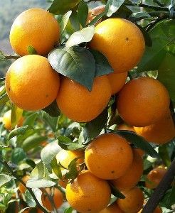 柑橘[水果]