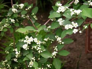 洮河栒子 洮河栒子
