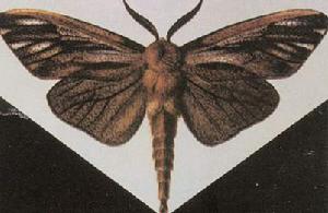 水杉避債蛾 水杉避債蛾