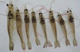 對蝦偷死症 對蝦偷死症