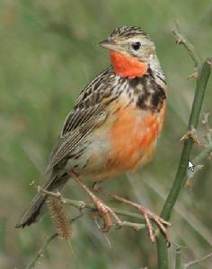 紅胸長爪鶺鴒 紅胸長爪鶺鴒