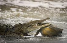 英野生動物攝影大賽佳作：鱷魚殘忍吞食海龜