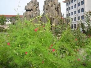 平和冬青 平和冬青