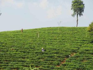 科聯二村 科聯二村