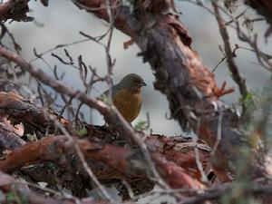 山歌鵐屬 山歌鵐屬