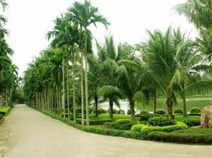 湛江南亞熱帶植物園