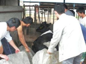 動物生產類專業 動物生產類專業